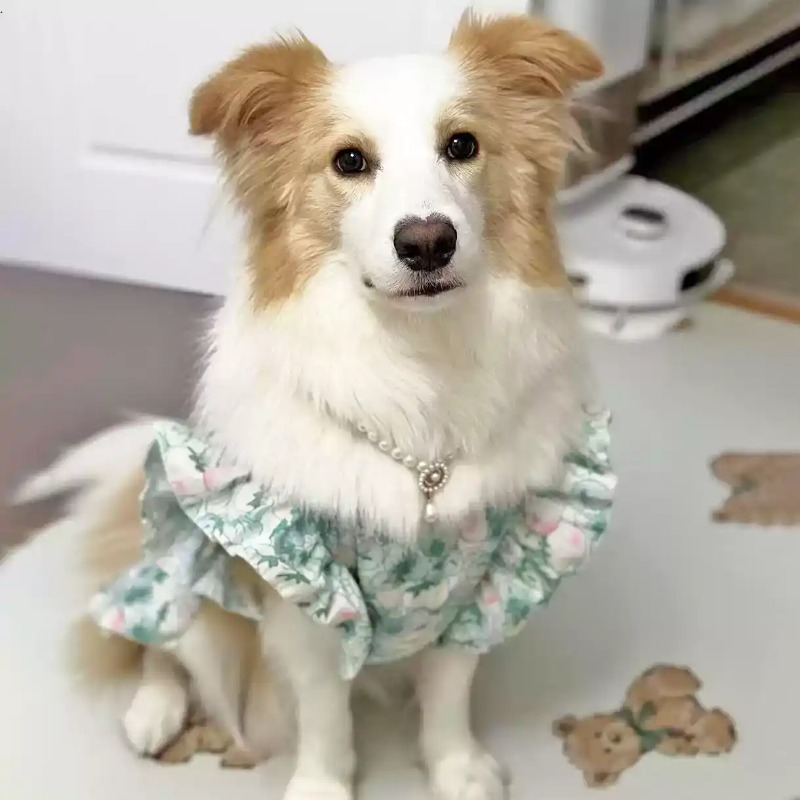 ペット服 春と夏 かわいい中型犬・大型犬用服 ペット服 花柄 - Summer Dog Clothing のレビューと価格