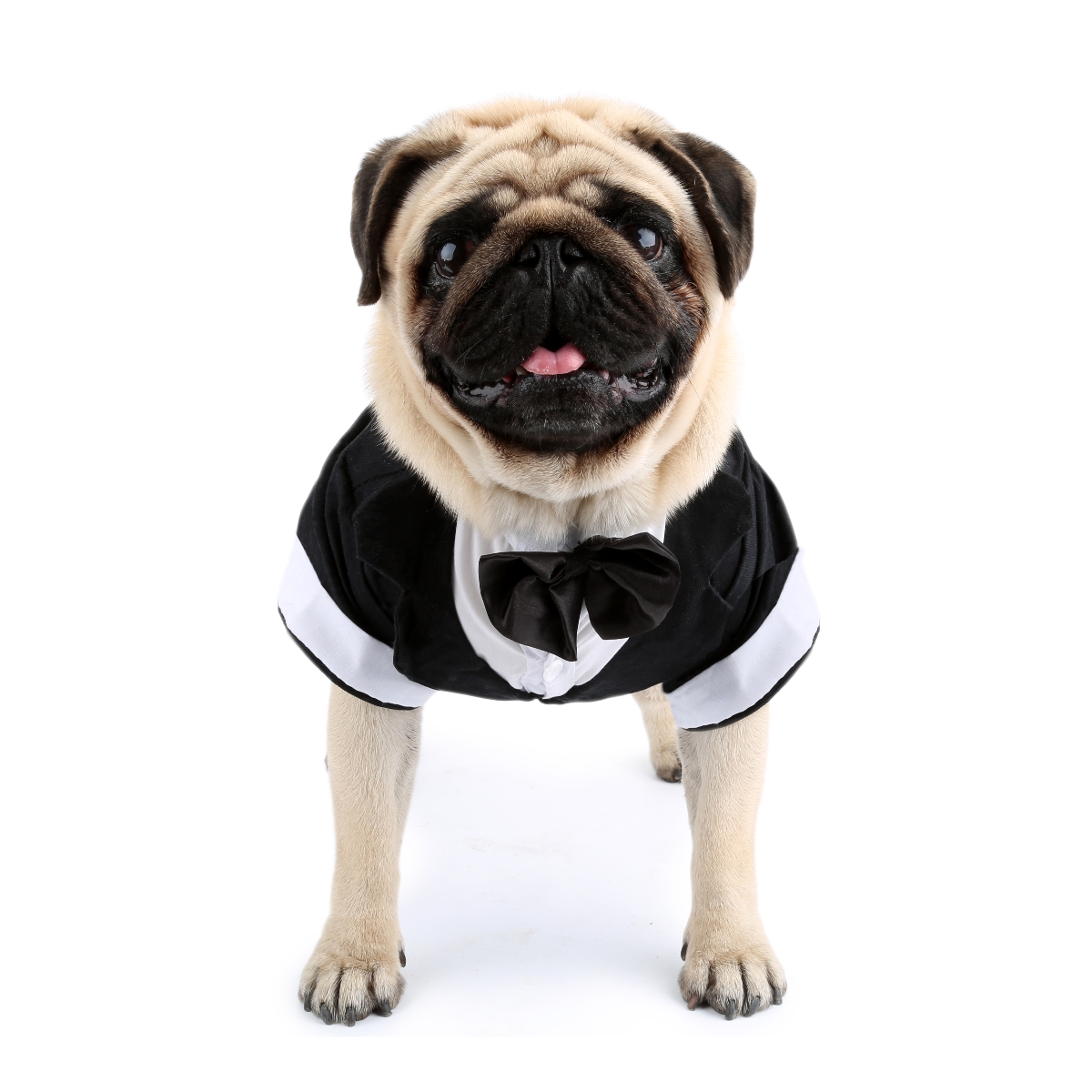 フォーマルなラップトップスーツ,犬と猫のための蝶ネクタイ付き - Summer Dog Clothing のレビューと価格